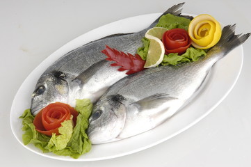 bream fish
