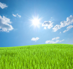 Meadow with a young green grass and the blue sky with the sun