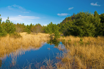 Coastal marsh in winter on the South Washington coast