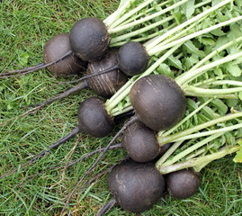 black radish © sever180