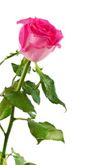 pink rose isolated