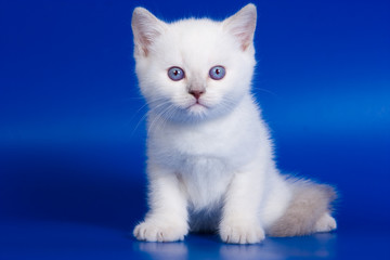 Cute kitten on blue background