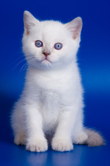 Cute kitten on blue background