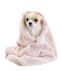 cute Chihuahua in pink towel isolated