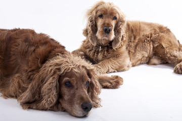 zwei Cocker Spaniel
