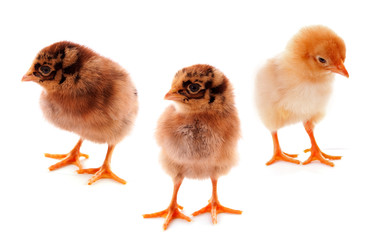 Fototapeta premium A few baby chicks over a white background