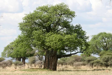 Papier Peint photo Baobab Baobab - Parc National de Tarangire. Tanzanie, Afrique