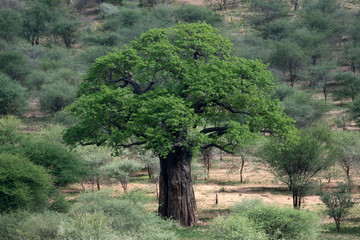 Baobab-Baum - Tarangire-Nationalpark. Tansania, Afrika