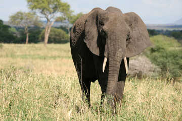 Fototapeta na wymiar Elephant. Tanzania, Africa