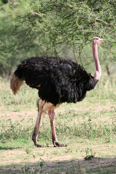 Ostrich in Tarangire National Park. Tanzania, Africa