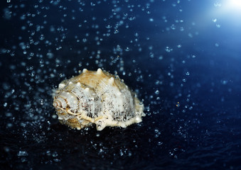 Seashell under the water