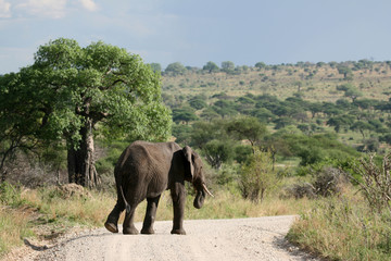 Fototapeta na wymiar Elephant. Tanzania, Afryka
