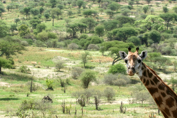 Fototapeta premium Giraffe - Tarangire National Park. Tanzania, Africa