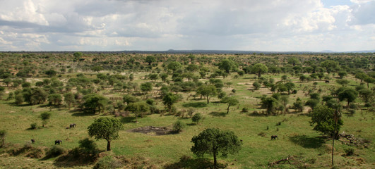 African Landscape - Tarangire National Park. Tanzania, Africa