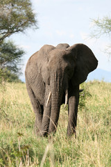 Fototapeta na wymiar Elephant. Tanzania, Africa