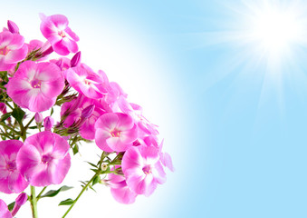 Fototapeta na wymiar Kwiat Phlox na tle błękitnego nieba i słońca