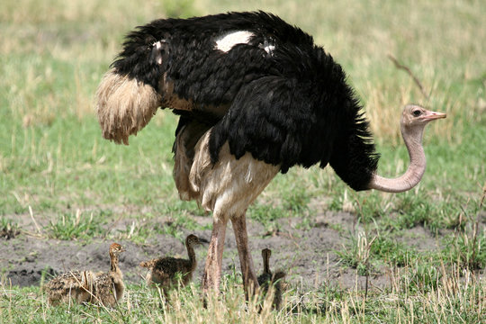 Male Ostrich in Tarangire National Park. Africa