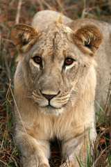 Obraz na płótnie Canvas Lion - Africa