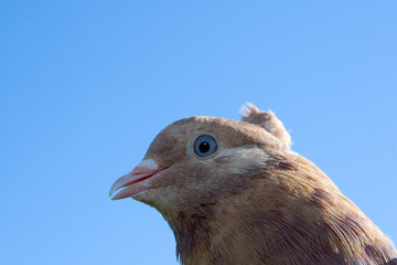 head brown dove