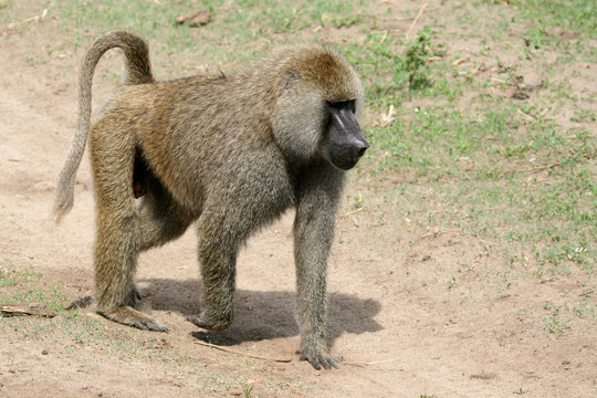 Baboon -  Tanzania, Africa