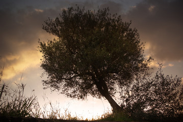 Obraz premium olive tree at sunset