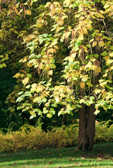 Fototapeta premium Autumn city park