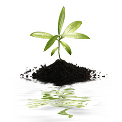 Pflanze spiegelt sich im Wasser