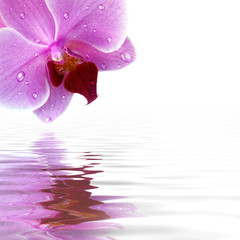 Fototapeta na wymiar Orchid Reflection