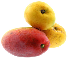 mangues early gold, josé, fond blanc
