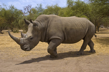 Obraz premium senegal, rhino in Bandia reserve