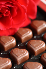 Rose and chocolated isolated on white