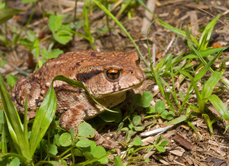 Toad (Bufo gargarizans) 17