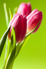 tulips on green