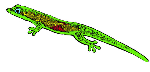 lezard