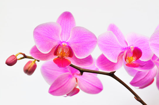 Phalaenopsis