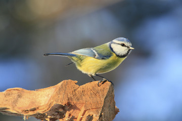 blaumeise