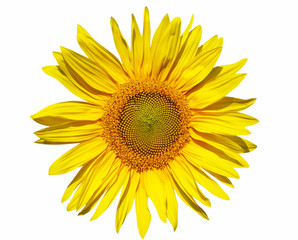 Fototapeta premium Sunflower