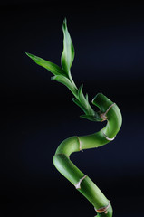 Naklejka premium Lucky bamboo