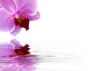 Schöne Orchidee mit Textfreiraum
