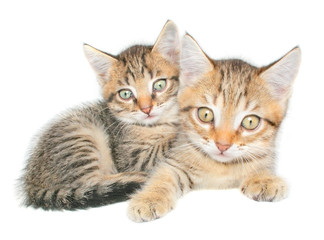 kittens