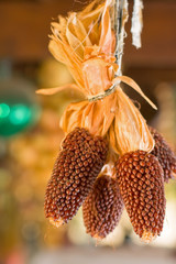 Many corns in the veranda