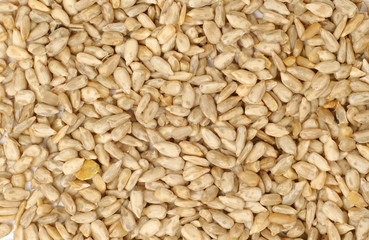 sun flower seed close up or macro