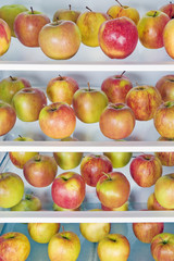 apples in the refrigerator