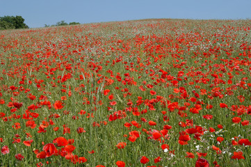 Champs de coquelicots rouges, France