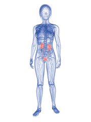 transparenter weiblicher Körper mit markiertem Urinsystem