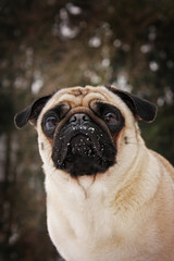 Pug - looking through ...