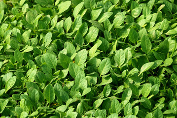 Tobacco Plant