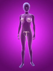 weiblicher Körper mit Brustdrüsen und Uterus