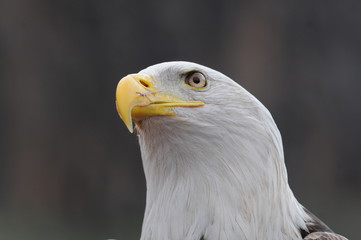 Seeadler
