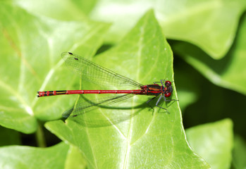 Dragonfly